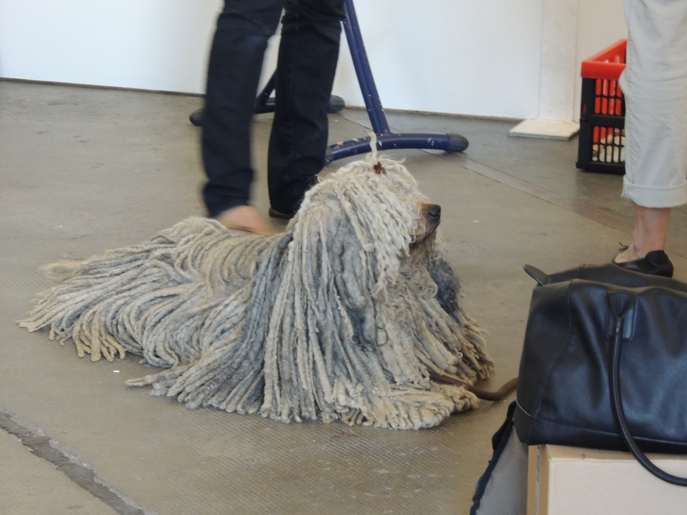 Ein Hund ...