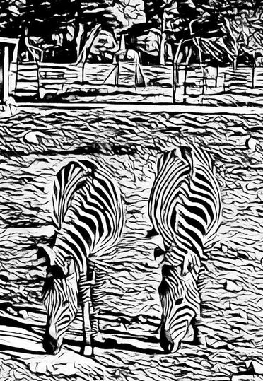 Grasende Zebras